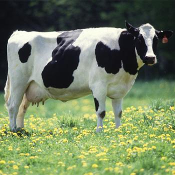 A dairy cow in a field
