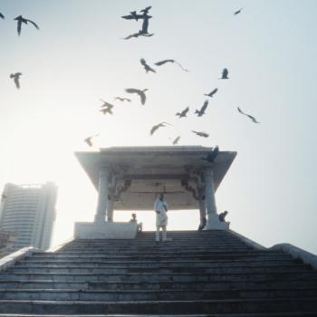 Black kites fill the skies of New Dehli, setting of an Academy Award-nominated film, executive produced by a UMD researcher, that tells the story of two brothers (photo at bottom) who rescue these and other birds of prey.  Film stills courtesy of HBO.