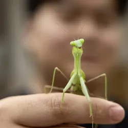 A green praying mantis on a finger